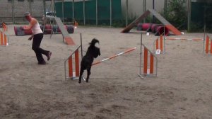 Бессонова Галина Хорватская овчарка BRITLEY'S QUICK AS A WINK