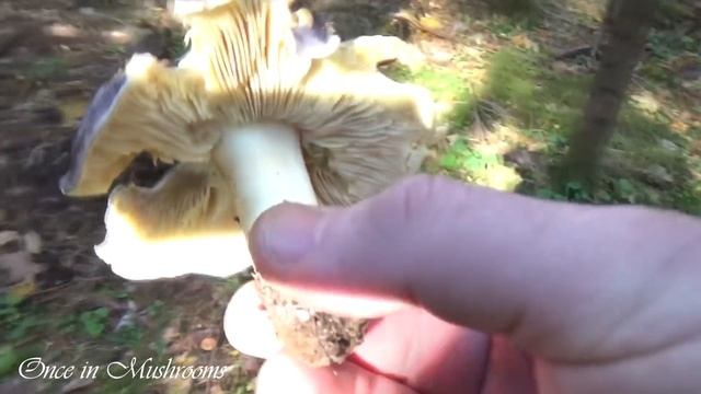 Грибы Подзелёнки Рядовка штриховатая Октябрь 2018 Беларусь Mushrooms Однажды в Грибах 14