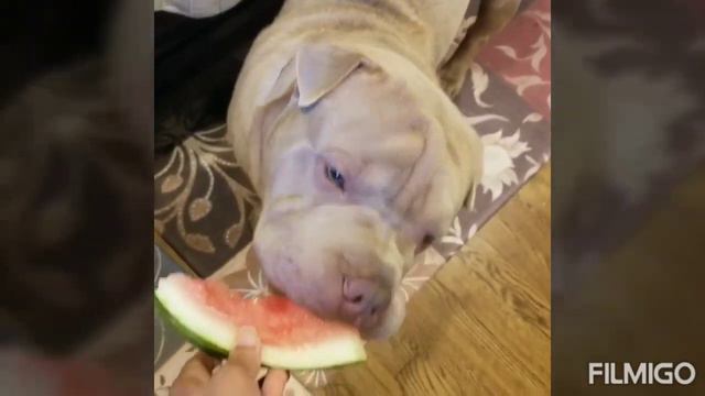 Funny Videos Of My #Sharpei Dog 🐕 смотреть онлайн