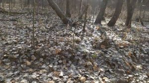 №119. Копейка Николая 2 порадовала.