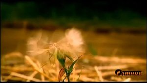 Казачья песня "Сотник"