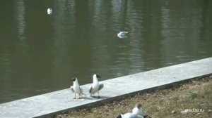 Барин!Барин!Чайки ГМО есть не хочут!