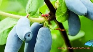 Жимолость съедобная Фианит ? обзор: как сажать, саженцы жимолости Фианит