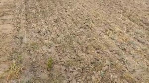 АП-6 Берестье