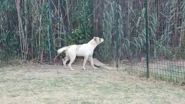 Туркменский Алабай. Виктория Туркмен Чобан Ит в Италии смотреть онлайн