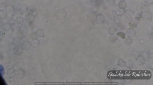 CDD.метиленовый синий.