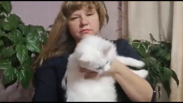 Выставка кошек on-line (КОРОЛЕВА ФЕЛИНОЛОГИИ)