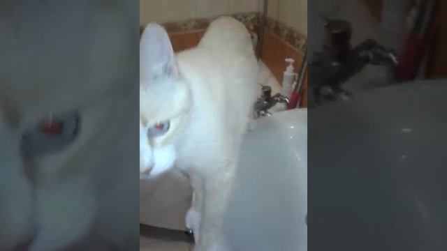Мой кот Дэнис пьёт воду из крана смотреть онлайн