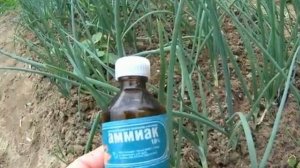 Пожелтели кончики лука? Что СРОЧНО предпринять?