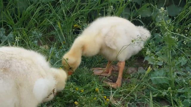 Маленькие гусята на прогулке. Гусята кушают травку