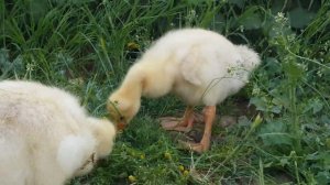 Маленькие гусята на прогулке. Гусята кушают травку