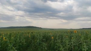 Подсолнухи в Крыму