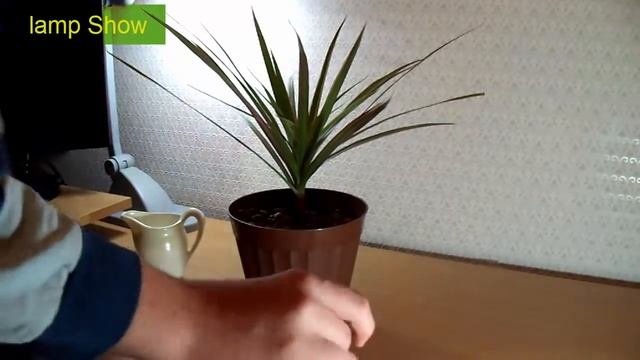 Драцена. Уход зимой!