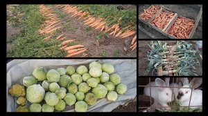 Урожай моркови,капусты и лука порея 2021. Челябинская область. Кролики..mp4