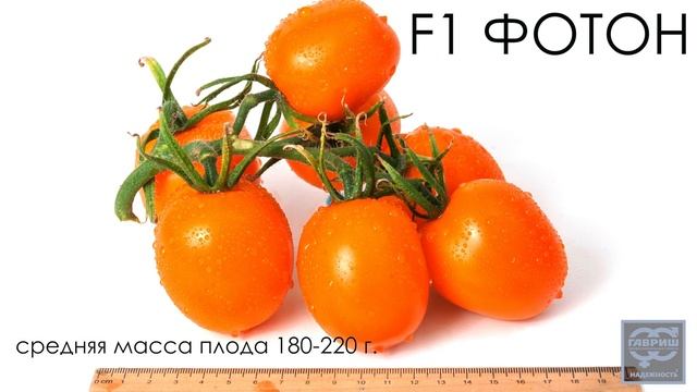 Томат F1 Фотон. Гавриш Профессиональные семена смотреть онлайн