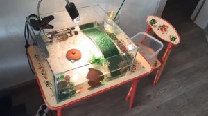 Маленькая красноухая черепаха ловит рыбку