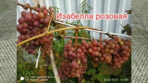 Мы собрали урожай!