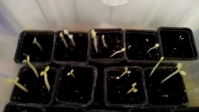 Серия фильмов: "Выращивание адениумов" РОСТКИ РАЗНЫХ СОРТОВ АДЕНИУМОВ ПЕРВЫЙ МЕСЯЦ смотреть онлайн