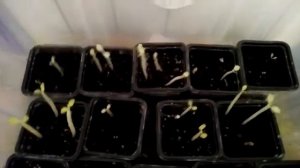 Серия фильмов: "Выращивание адениумов" РОСТКИ РАЗНЫХ СОРТОВ АДЕНИУМОВ ПЕРВЫЙ МЕСЯЦ