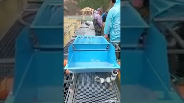 Сортировка форели.