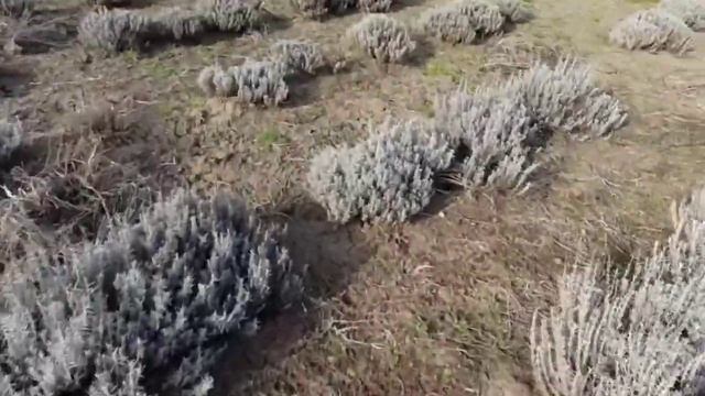 Карпатский шафран весенний цветущий как собрать специю шафрана