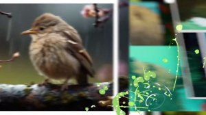 Трудности перевода 8 серия «Гении в перьях» (документальный сериал, 2023)