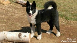 КМС VS САО.Кто победит?(Карельская медвежья лайка(собака)VS среднеазиатская овчарка(тобет)).