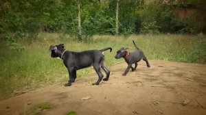 Стаффоршитский терьер против питбультерьера