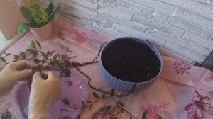 НЕ СОВСЕМ КЛАССИЧЕСКАЯ ПЕРЕСАДКА ТРАДЕСКАНЦИИ. УХОД И РАЗМНОЖЕНИЕ В ДОМАШНИХ УСЛОВИЯХ.