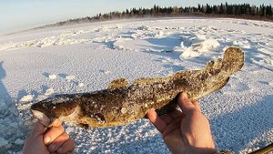 20.11.19 \ ПЕРВАЯ ПРОВЕРКА \ ЕСТЬ НАЛИМ