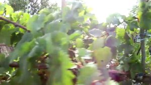 Ретро виноград. Шасла мускатная.