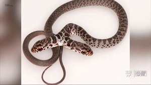 Кот принёс домой змею с двумя головами