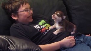 Воющий щенок-хаски стал звездой на YouTube