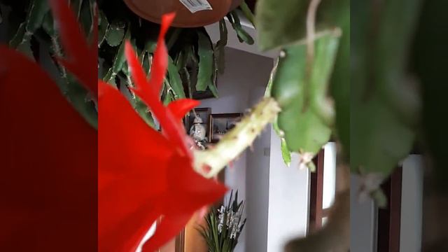 Kwitnący kaktus epiphyllum czerwony смотреть онлайн