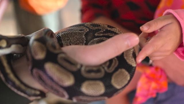 Джунгли в пустыне. The Green Planet - уникальные леса Амазонки в Дубае. ОАЭ | Заграничники смотреть онлайн