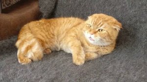Хрюкающий Кот