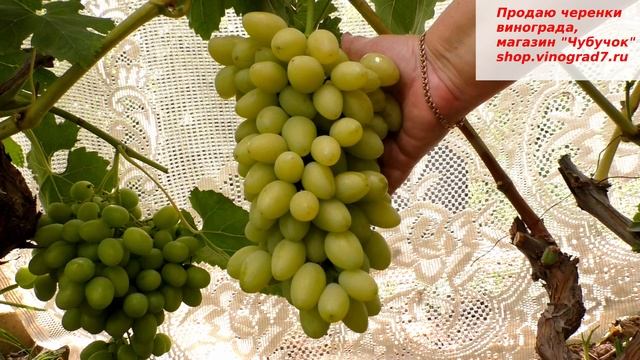 Подснежник- виноград с просвечивающейся молочно- белой ягодой,  хорошими вкусовыми качествами