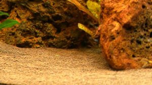 Нимфея Сантарем - какие же длинные у неё усы.