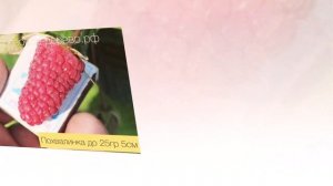 ?Малина-Царь Ягода для вашего сада. Лучшие сорта Карамелька, Самохвал, Конек Горбунок, Похвалинка..