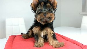 Йорк, мальчик 3,5 м, собаки, щенки, все о йорках, Снежное Королевство питомник