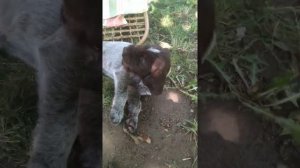 дратхар 1,5 месяца