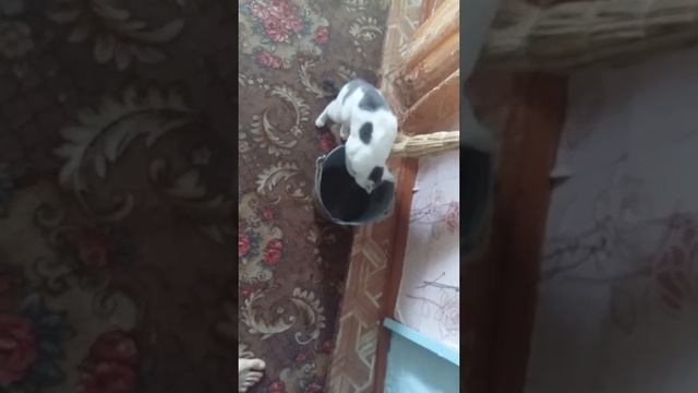 Научился пить лапами. смотреть онлайн