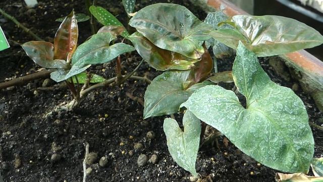 Syngonium ´Regina Red´ смотреть онлайн