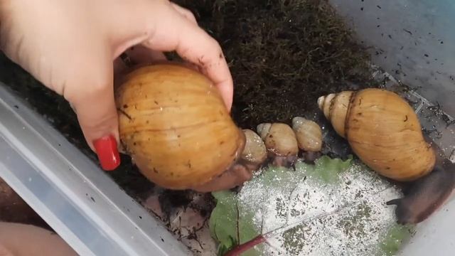 ?пробное яйцо?Улитка беременна? что делать с пробным яйцом?#ахатина #улитка #улитка_ахатина_продам смотреть онлайн