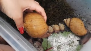 ?пробное яйцо?Улитка беременна? что делать с пробным яйцом?#ахатина #улитка  #улитка_ахатина_продам