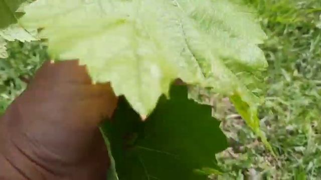 Антракноз винограда. Anthracnose of grape