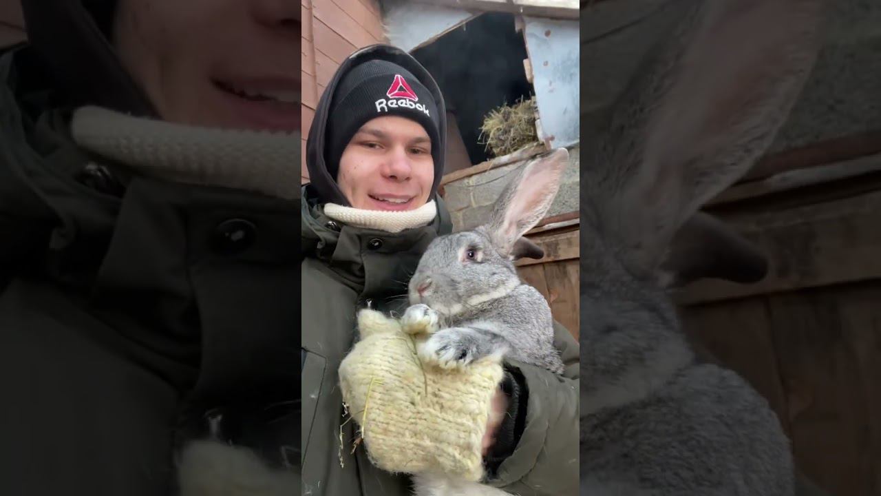 Будни Молодого фермера Каких животных вы любите больше всех ? смотреть онлайн