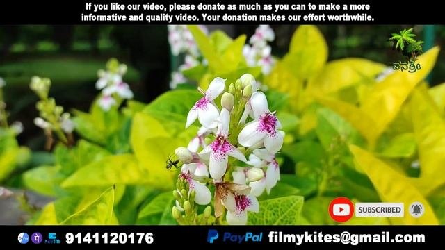 Flowers | 211 | Pseuderanthemum Maculatum | Golden Pseuderanthemum | Flowers World