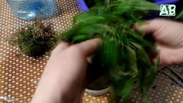 ПОСАДКА РАСТЕНИЙ В ПИТАТЕЛЬНЫЙ ГРУНТ В ВАБИ-КУСАХ, А ПОТОМ ПОМЕЩАЮ ИХ В АКВАРИУМ!