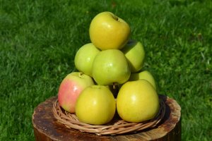 Голден владимирский - сорт яблони